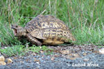 LEOPARD TORTOISE (1xphoto)