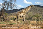 RETICULATED GIRAFFE (8xphoto)