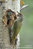 GREY-FACED WOODPECKER (6xphoto)