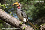 YELLOW-BILLED HORNBILL (3xphoto)