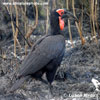 GROUND HORNBILL (1xphoto)