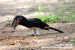 TRUMPETER HORNBILL (3xphoto)