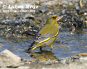 EUROPEAN GREENFINCH (3xphoto)