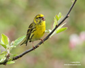 EUROPEAN SERIN (6xphoto)